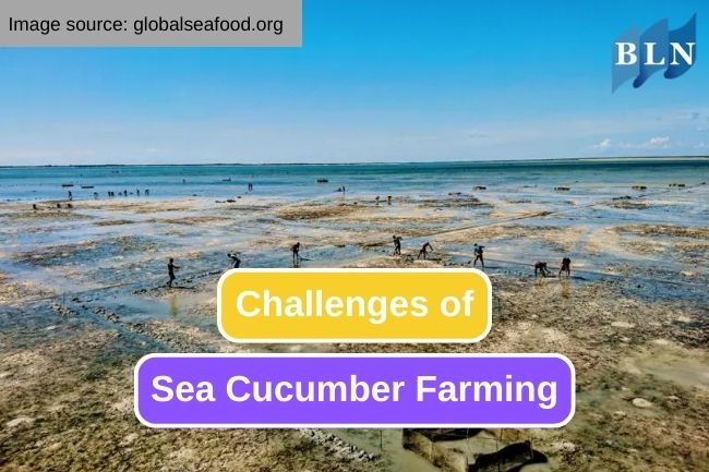 9 Challenges in Sea Cucumber Farming Business